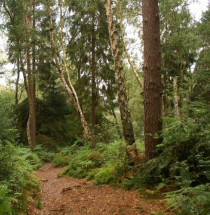 Lickey Hills Country Park