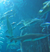 London Aquarium