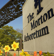Morton Arboretum