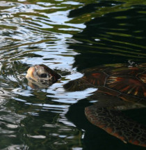 Aquarium Musée d’Arcachon