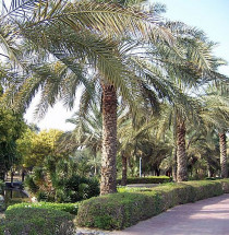 Mushrif Park