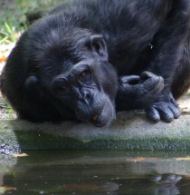 Parc Zoològic de Barcelona