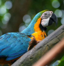 Parrot Jungle Island