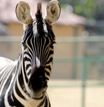 Reykjavik Zoo