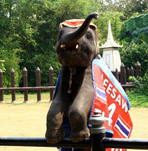 Samphran Elephant Ground & Zoo