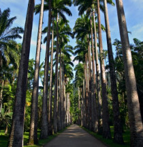 Jardím Botanico