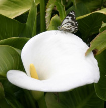 Royal Botanic Gardens