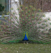 Tierpark Hellabrunn