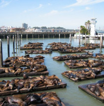 Zeeleeuwen op Pier 39