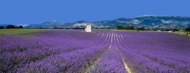 Provence lavendel