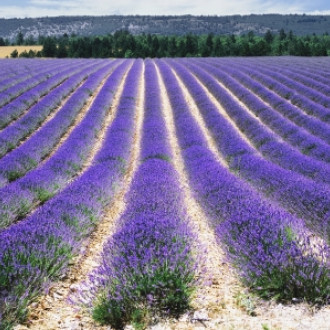 Provence